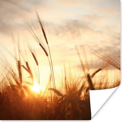 Produktbild von MuchoWow® Poster Schilf - Gras - Sonnenuntergang - Natur - Horizont 50x50 cm - Wohnzimmerdekoration