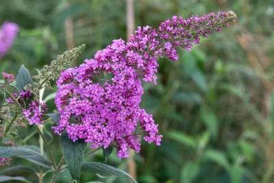 Zdjęcie produktu dla Buddleja davidii 'Pink Delight', liliowiec motylkowy, różowy, 80-100 cm