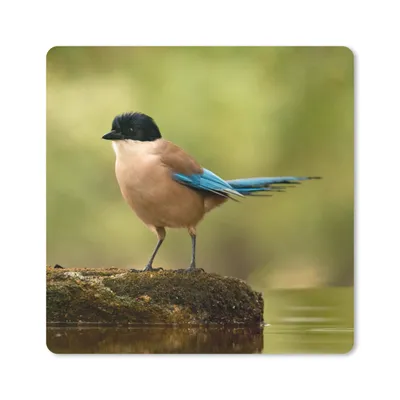 Produktbild von MuchoWow® Mauspad Mousepad Elster - Vogel - Moos 20x20 cm - Mousepads - Maus Mat - Pad - Mausunterlage - Desk Mat - Bureauartikeln