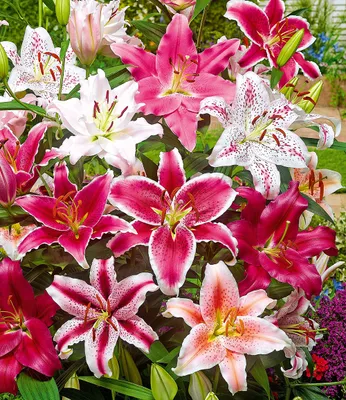 Produktbild von BALDUR Garten 5er Lilien-Mix 'Parfum', Zwiebeln mit Umfang 14-16 cm, große Blüten mit herrlichem Duft, für Beete oder Töpfe, Schnittblume für die Vase, winterhart, mehrjährig & pflegeleicht