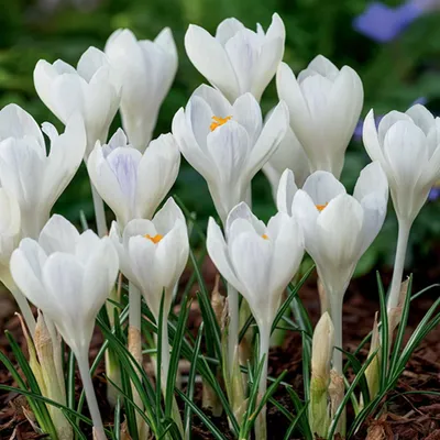 Image de Bulbes à fleurs Bulbes Crocus Crocus à grandes fleurs Ivory Princess 10 pcs.