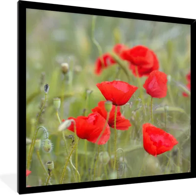 Produktbild von MuchoWow® Gerahmtes Poster Rote Mohnblumen im Gras 40x40 cm - Poster mit Schwarzem Bilderrahmen Wandposter Rahmen Foto Bilder - Mit Rahmen - Wanddekoration Schlafzimmer