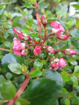 Produktbild von Escallonia Red Dream - Andenstrauch Red Dream 30-40