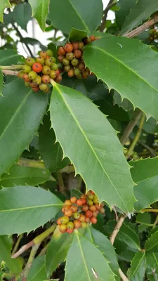 Image de Ilex x koehneana 'Castaneifolia' / Houx à feuilles de Châtaignier