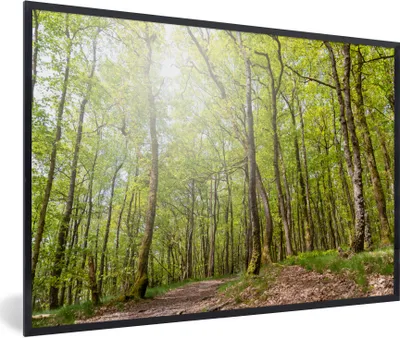 Produktbild von MuchoWow® Gerahmtes Poster Hohe Bäume wachsen an einem sonnigen Tag in den Ardennen 90x60 cm - Poster mit Schwarzem Bilderrahmen Wandposter Rahmen Foto Bilder - Fotorahmen - Foto-Plakat