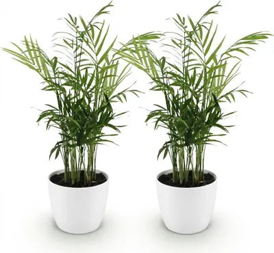 Obrázek produktu pro Chamaedorea elegans, sada 2 kusu, rostliny v bílém kvetináci (prumer 12cm