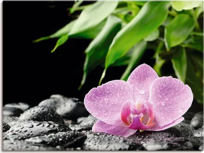 Produktbild von ARTland Leinwandbild Rosa Orchidee auf schwarzen Zen Steinen Größe: 80x60 cm