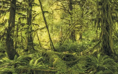 Immagine prodotto di Sanders & Sanders fotomurale foresta verde 400 x 250 cm