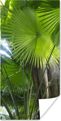Produktbild von MuchoWow® Poster Tropischer Regenwald 60x120 cm - Wandschmuck