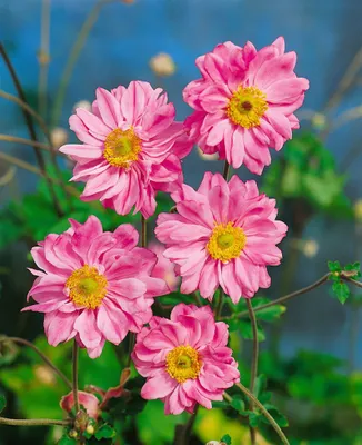 Produktbild von Anemone japonica 'Bressingham Glow', Herbstanemone, rosa, ca. 9x9 cm Topf
