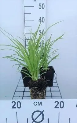 Produktbild von 6 x  Hemerocallis hybr. 'Sammy Russell' - taglilie - Topf 9 x 9 cm