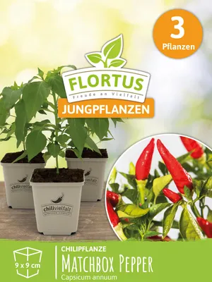Artikelbild 6 von 'Chilipflanze Matchbox Pepper' aus der Kategorie Chilipflanzen