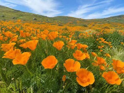 Produktbild von SaatPilot Eschscholzia californica 2000 Samen Kalifornischer Goldmohn