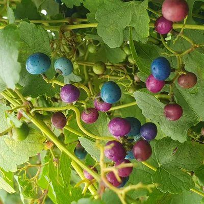 Zdjęcie produktu dla Winnik zmienny Elegans 1L