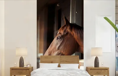 Produktbild von Fotobanner Pferd - Stall - Sonne - Breite 120 cm x Höhe 240 cm