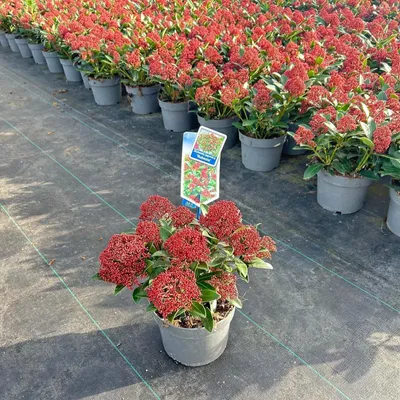 Immagine prodotto di Skimmia jap. Rubesta® ('Moerings 3'PBR) - Skimmia giapponese | 20-25 cm in vaso