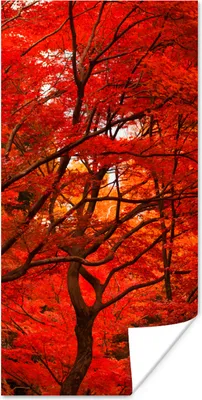 Produktbild von MuchoWow® Poster Herbst - Wald - Rot 40x80 cm - Dekoration