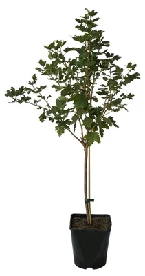 Produktbild von Captivator fast dornenlose Stachelbeere rote Früchte Fußstamm 50 cm Stamm 80-100 cm 4 Liter Topf