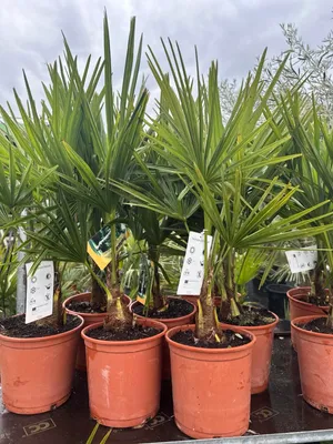 Produktbild von Trachycarpus fortunei 60-80 cm Chinesische Hanfpalme winterharte Gartenpalme Kübelpflanze Freiland Windmill palm