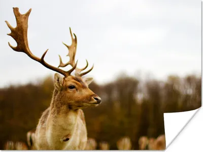 Produktbild von MuchoWow® Poster Damhirsch - Wald - Herde - Tiere - Natur 120x90 cm - Wandbild