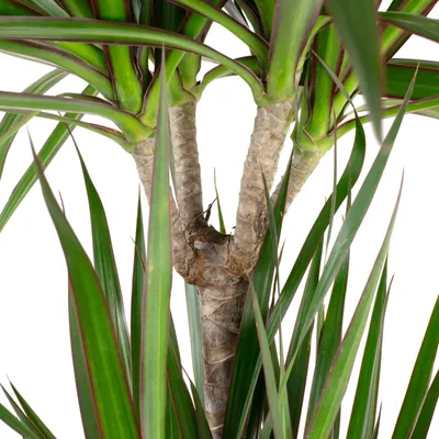 Produktbild von Drachenbaum 3-Stamm - Dracaena marginata - ca. 115 cm hoch, Topf-Ø 21 cm
