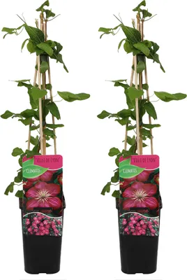 Produktbild von Bloomique - 2er-Set - Clematis Ville de Lyon - Waldrebe - Dunkelrosa - Kletterpflanzen - Gartenpflanzen - Winterhart - Topf 15 cm - 70-80 cm hoch