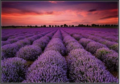 Produktbild von Wallario Wandbild Lavendelfeld unter rotem Himmel, Größe: 70,30 x 100,30 cm, Poster mit schwarzem Aluminiumrahmen