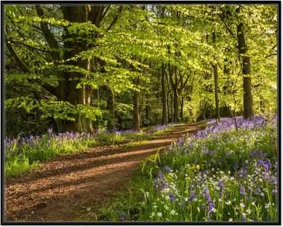 Produktbild von Wallario Wandbild Blaues Hasenglöckchen im Sommerwald, Größe: 40,30 x 50,30 cm, Poster mit schwarzem Aluminiumrahmen