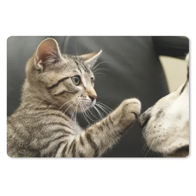 Produktbild von MuchoWow® Mauspad Mousepad Katze - Hund - Pfote 27x18 cm - Mousepads - Maus Mat - Pad - Mausunterlage - Büroartikel - Desk Matten