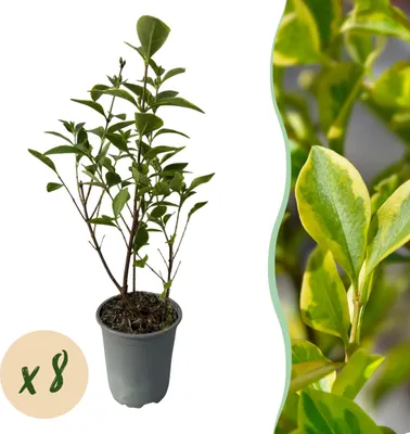 Produktbild von GreenboutiQ - Rośliny żywopłotowe - Ligustrum ovalifolium Aureum - liście żółtozielone - 8 roślin - 1 metr bieżący - zimozielone - doniczka 9cm wysokość 35-40cm