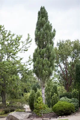 Produktbild von Pinus nigra 'Obelisk', Schwarzkiefer, säulenförmig, 60–70 cm