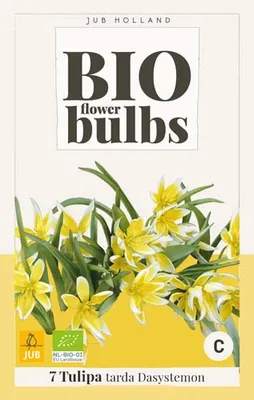 Produktbild von [STREICHUNG 2023] Tulpe tarda (Dasystemon) (10 Stück) |  Tulpenzwiebeln von Jub Holland