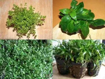 Produktbild von Vordergrundmix, 3 Töpfe Aquarienpflanzen, 3 Sorten