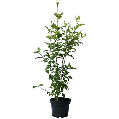 Produktbild von Gartenhibiskus Roseneibisch Pink Chiffon® - Hibiscus syriacus 3 Liter Topfballen