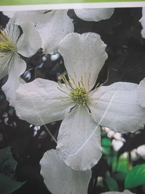 Produktbild von Clematis montana Alexander - Waldrebe Alexander