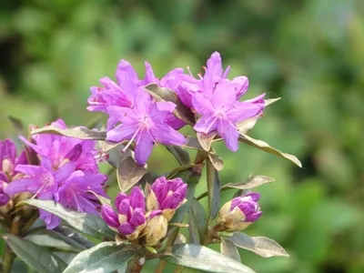 Produktbild von Netzadrige Azalee - Rhododendron reticulatum 30-40cm