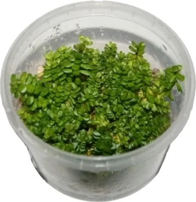 Produktbild von 3 Dosen Rotala rotundifolia in vitro, Wasserpflanzen steril angezogen