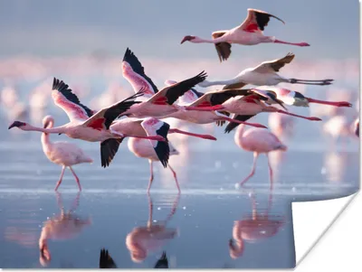 Produktbild von MuchoWow® Poster Flamingo - Vogel - Wasser - Rosa 120x90 cm - Wandbild