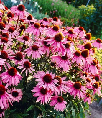 Produktbild von BALDUR Garten 15x Echinacea purpurea, Pflanzen im 9x9 cm-Topf, Purpuroter Sonnenhut, 4-6 Pflanzen pro Quadratmeter, bienen- & schmetterlingsfreundlich, winterharte Staude, mehrjährig, blühend