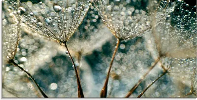 Produktbild von ARTland Glasbild Pusteblume Regenschauer Größe: 100x50 cm