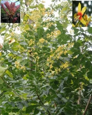 Produktbild von Blasenbaum - Blasenesche - Chinesischer Lackbaum - Koelreuteria paniculata (30-40)