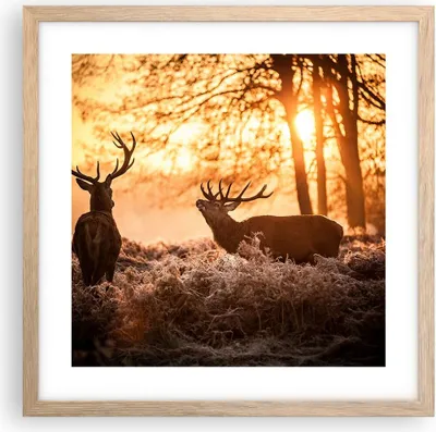 Produktbild von Gerahmtes Poster - Rahmen in heller Eiche - Deer Heidekraut Tier - 40x40 cm - Wand Bild - Wanddeko - Wandbilder - Wandposter - Bilderrahmen - Bilder - Kunstdruck - Wandbild - P2NAC40x40-3043
