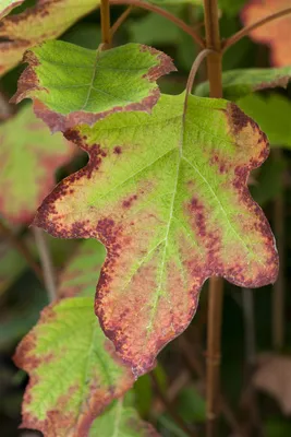 Zdjęcie produktu dla Hydrangea quercifolia 'Black Porch', Eichenblatthortensie, 40-60 cm