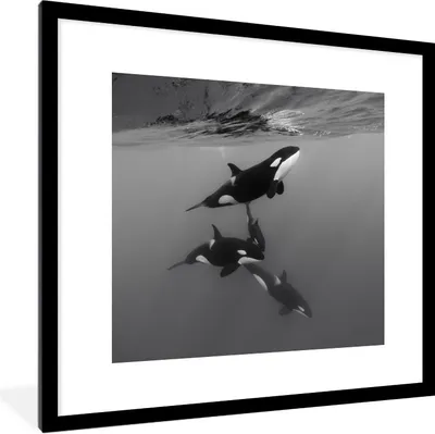Produktbild von MuchoWow® Gerahmtes Poster Orca - Wasser - Schwarz - Weiß 40x40 cm - Poster mit Schwarzem Bilderrahmen Wandposter Rahmen Foto Bilder - Poster - Plakat im Rahmen
