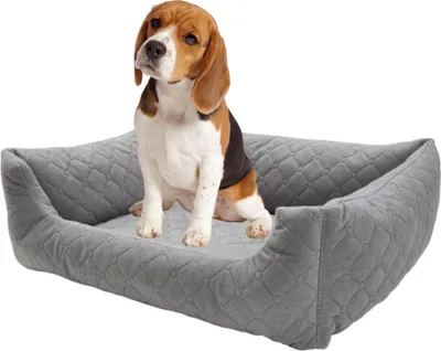 A beagle dog sitting in a gray dog bed.
