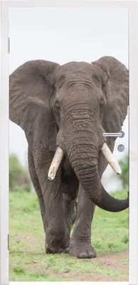Produktbild von MuchoWow® Türtapete Selbstklebende Türfolie Entgegenkommender Elefant 80x215 cm Türposter Türaufkleber Klebefolie Türklebefolie - Selbstklebende Tapete - Türaufklebern