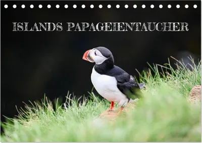 Produktbild von Islands Papageientaucher (Tischkalender 2027 DIN A5 quer), CALVENDO Monatskalender