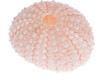 Produktbild von Seeigel Gehäuse Rosa klein 10 Stück,  Durchmesser ca. 2-4cm | Echinometra mathaei