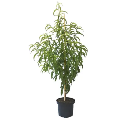 Produktbild von Nektarinenbaum Early Sungrand süß Buschbaum 120-150 cm im 10 Liter Topf Unterlage Prunus pumila