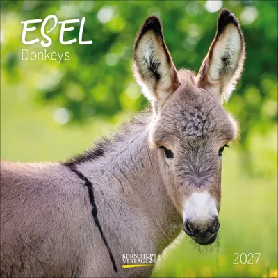 Produktbild von Korsch Broschürenkalender 2027 Esel: Zwölf große Bilder, mehrsprachiges Kalendarium